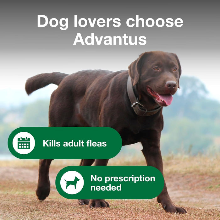 Advantus Soft Chews for Dogs 23 - 110 lb - Jeffers - Animal Health & Wellness > Flea & Tick Control