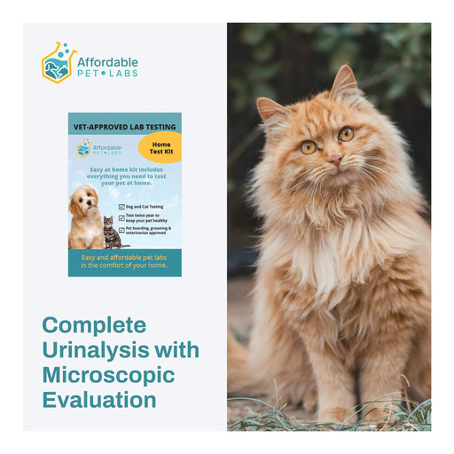 Affordable Pet Labs - Complete Urinalysis with Microscopic Evaluation For Cats, Easy Home Test Kit - AF218 - 1