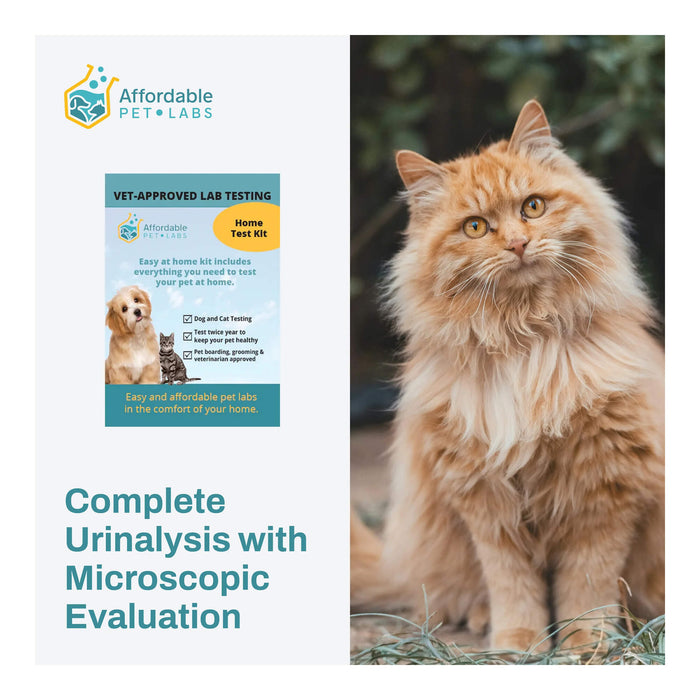 Affordable Pet Labs - Complete Urinalysis with Microscopic Evaluation For Cats, Easy Home Test Kit - AF218 - 1