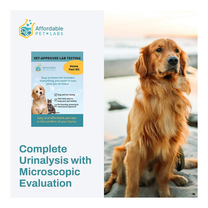 Affordable Pet Labs - Complete Urinalysis with Microscopic Evaluation For Dogs, Easy Home Kit - AF219 - 1