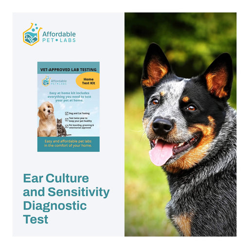 Affordable Pet Labs - Ear Culture and Sensitivity Diagnostic Test For Dogs, Easy Home Kit - AF21M - 1