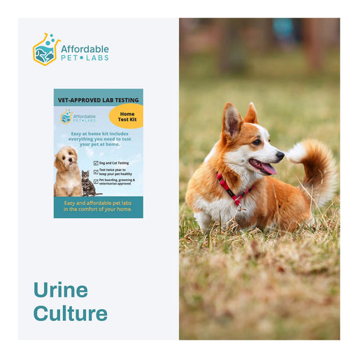 Affordable Pet Labs - Urine Culture For Dogs, Easy Home Kit - AF21F - 1