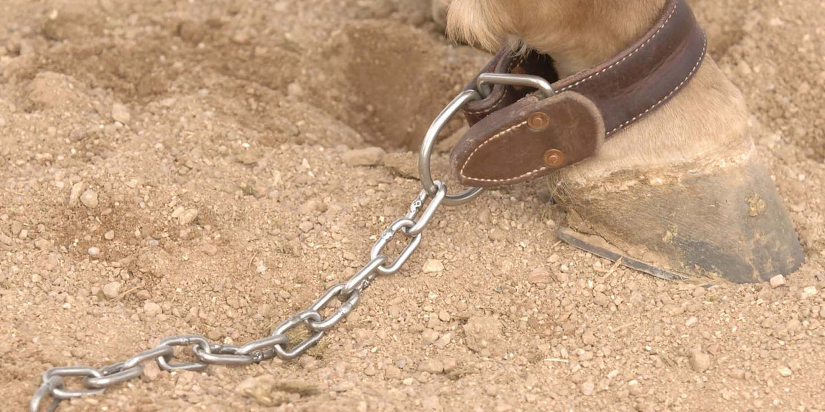 Professional's Choice Al Dunning Kick Chain for Horses — Jeffers