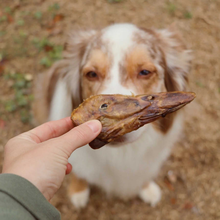 All - Natural Duck Head Dog Chews – High Protein, Single Ingredient, Made in USA - GFFA5 - Duck - 30 ct - 3