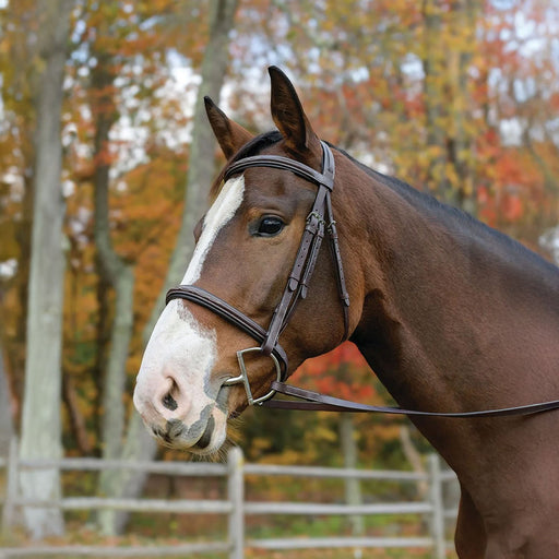 Avignon Nashville Bridle - SEP269 - Havana - Pony - 1