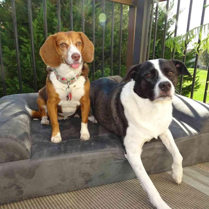 Big Barker 7" Thick Orthopedic Sofa Dog Bed for Large & Giant Breed Dogs – Vet Recommended, Joint Support, Durable Foam - H7Z1 - Charcoal - Large – 48" x 30" x 7" - 1 ct - 18