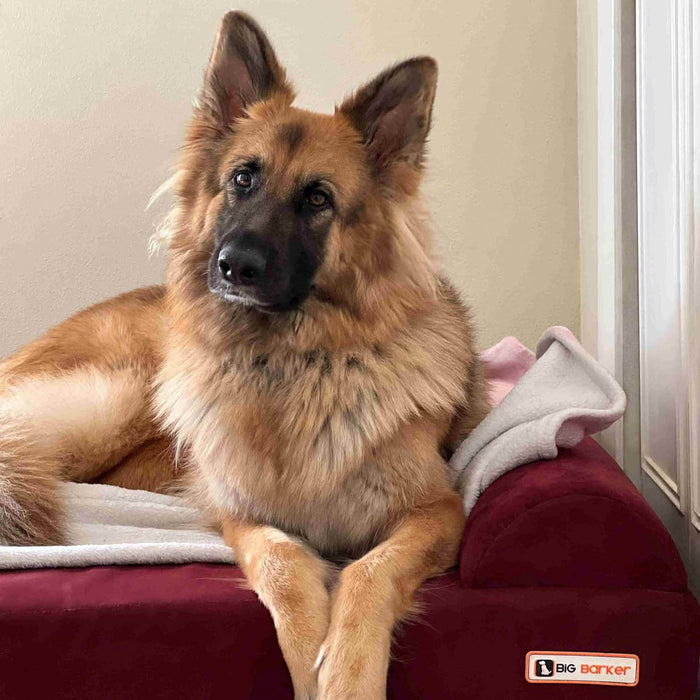 Big Barker 7" Thick Orthopedic Sofa Dog Bed for Large & Giant Breed Dogs – Vet Recommended, Joint Support, Durable Foam - H7Z4 - Burgundy - XLarge – 52" x 36" x 7" - 1 ct - 26