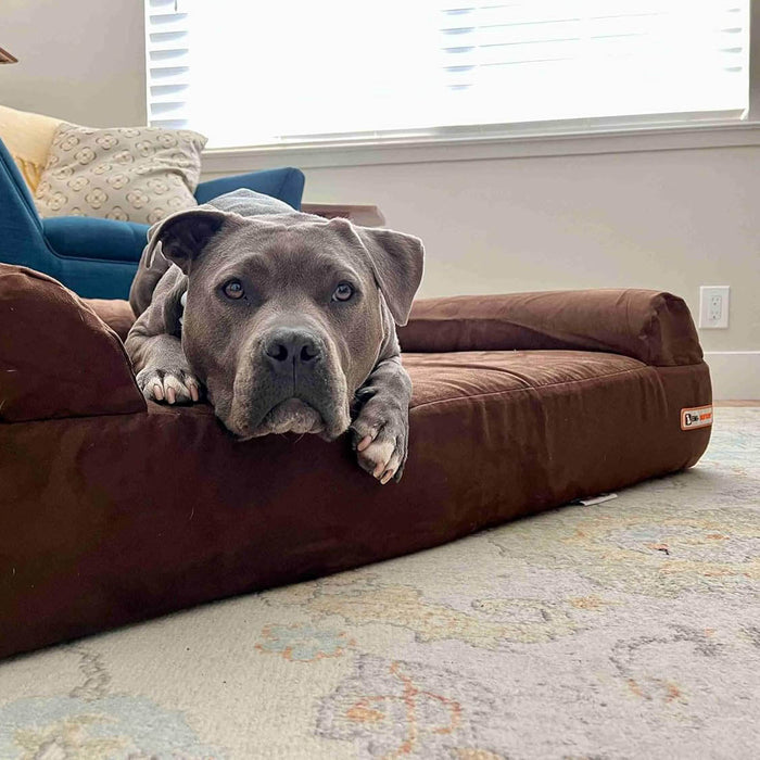 Big Barker 7" Thick Orthopedic Sofa Dog Bed for Large & Giant Breed Dogs – Vet Recommended, Joint Support, Durable Foam - H7Z6 - Chocolate - XLarge – 52" x 36" x 7" - 1 ct - 32