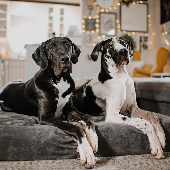 Big Barker Original Sleek Dog Bed, 7" Thick – Orthopedic Foam for Large & Giant Dogs - H7YJ - Charcoal - Giant - 60" x 48" x 7" - 1 - 11