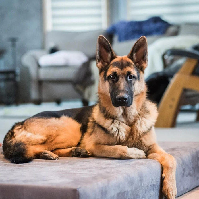 Big Barker Original Sleek Dog Bed, 7" Thick – Orthopedic Foam for Large & Giant Dogs - H7YM - Charcoal - Large - 48" x 30" x 7" - 1 - 20