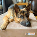 Big Barker Original Sleek Dog Bed, 7" Thick – Orthopedic Foam for Large & Giant Dogs - H7YP - Khaki - Large - 48" x 30" x 7" - 1 - 26