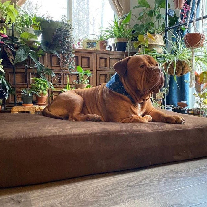 Big Barker Original Sleek Dog Bed, 7" Thick – Orthopedic Foam for Large & Giant Dogs - H7YS - Chocolate - XLarge - 52" x 36" x 7" - 1 - 34