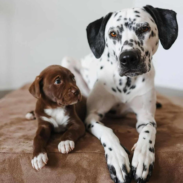 Big Barker Original Sleek Dog Bed, 7" Thick – Orthopedic Foam for Large & Giant Dogs - H7YT - Khaki - XLarge - 52" x 36" x 7" - 1 - 37