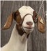 Brahma Webb Show Goat Halter - Jeffers - Goat Supplies > Goat Supplies