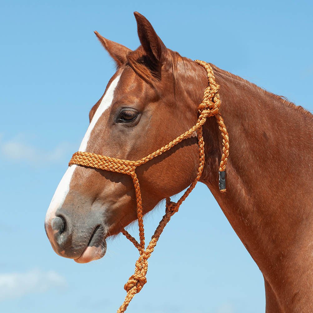 Custom handmade mule tape halters available