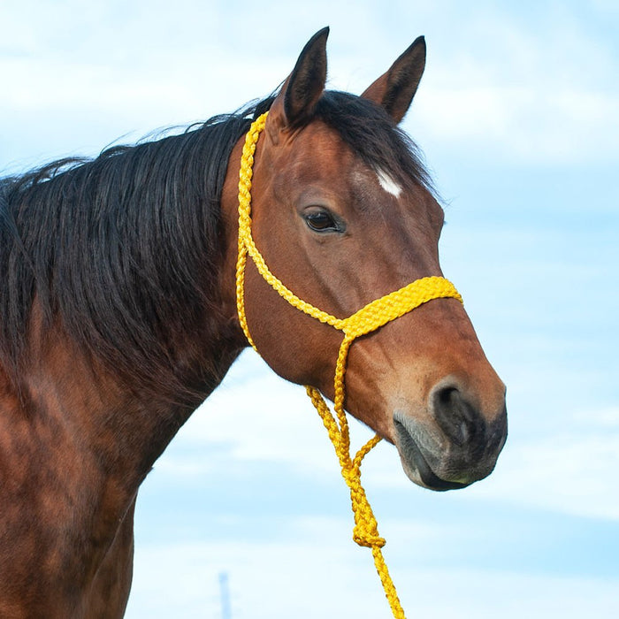 Braided Mule Tape Halter w/ 9' Lead - Jeffers - Horse Supplies > Horse Tack > Horse Halters