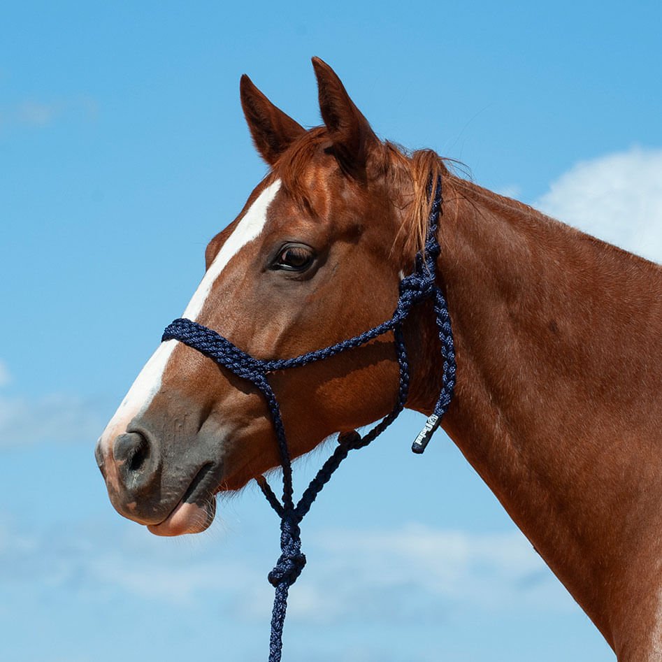Draft Halter Classic Equine Nylon With 9ft Lead - UV Resistant (White ...