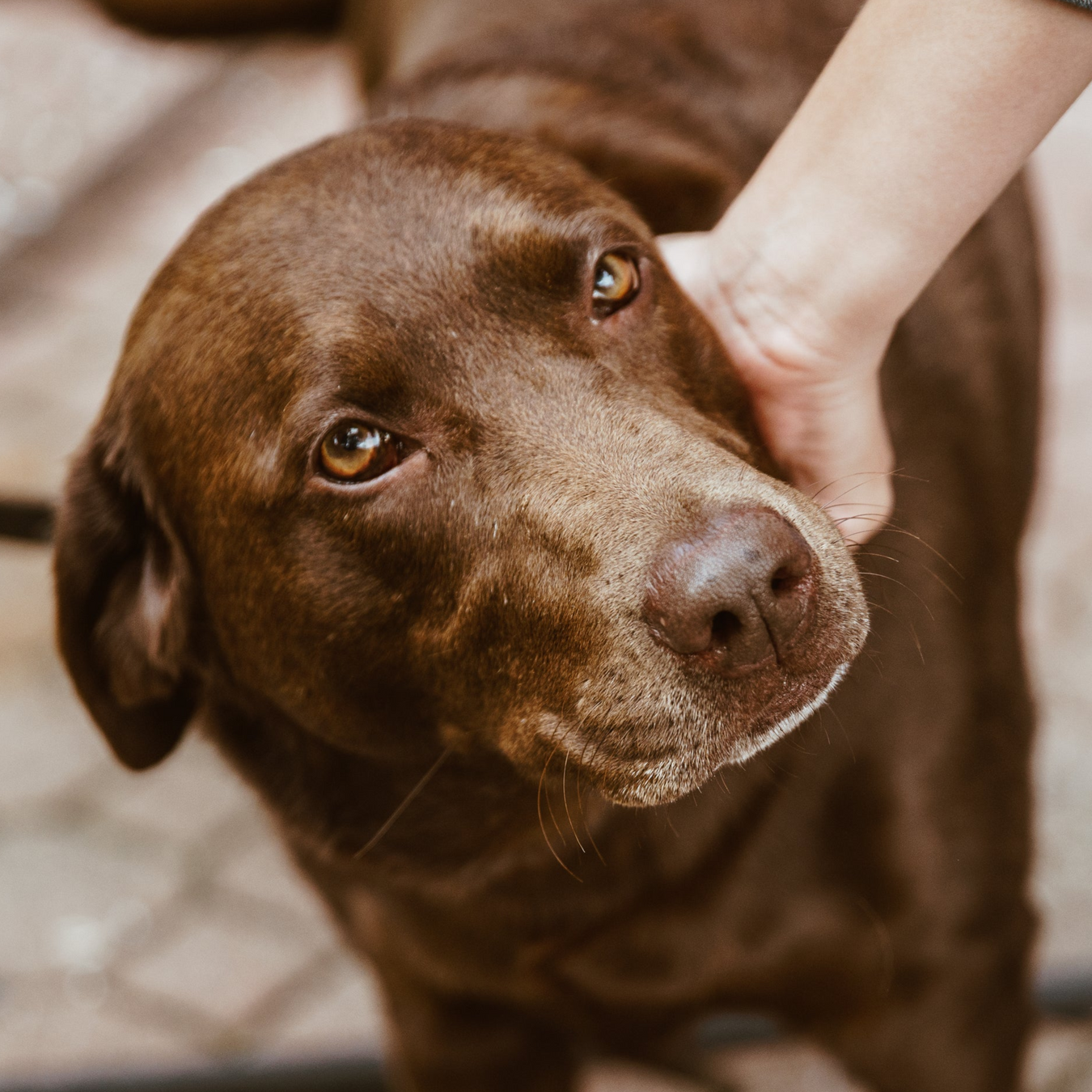 Medicamentos recetados para perros y cachorros