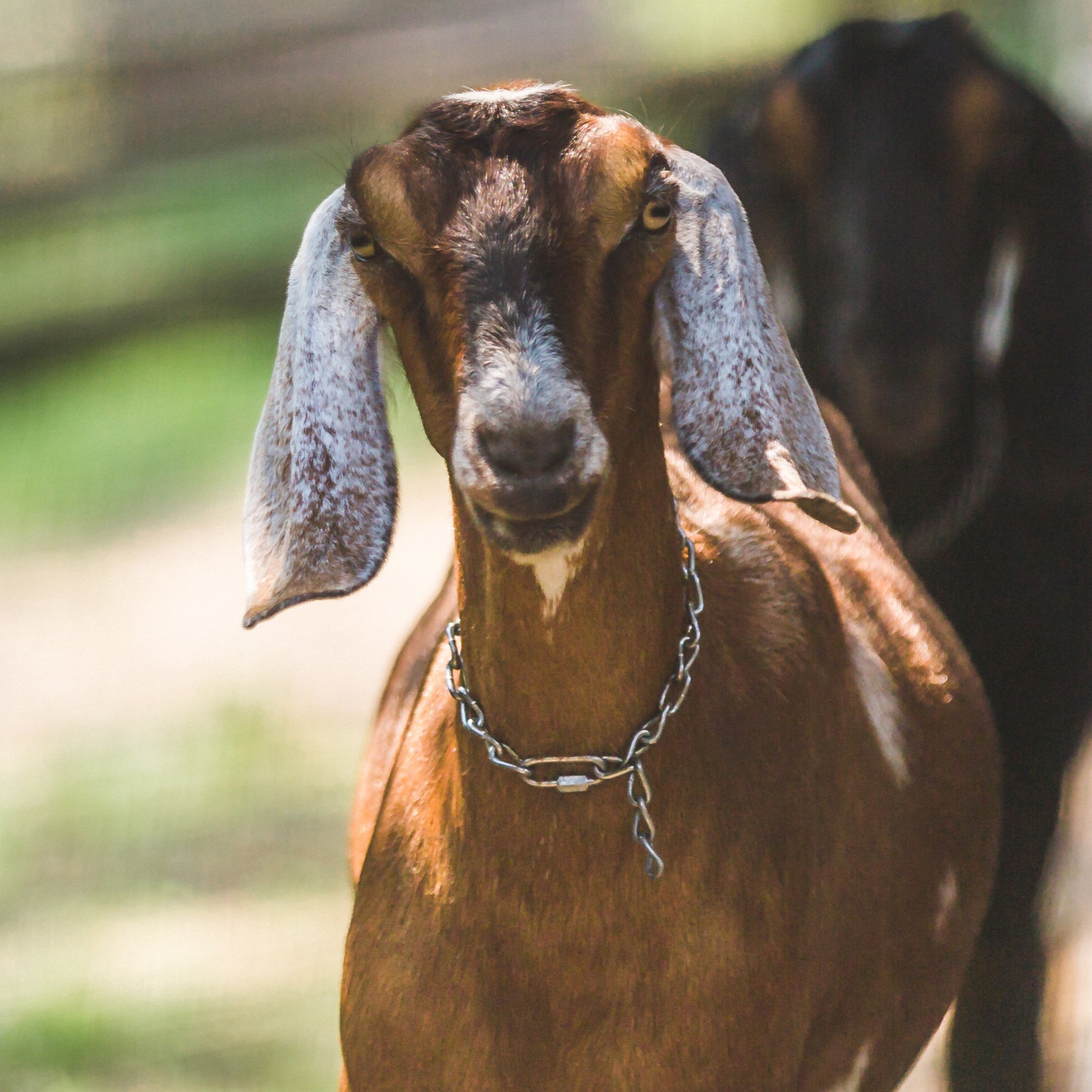 Medicamentos recetados para cabras