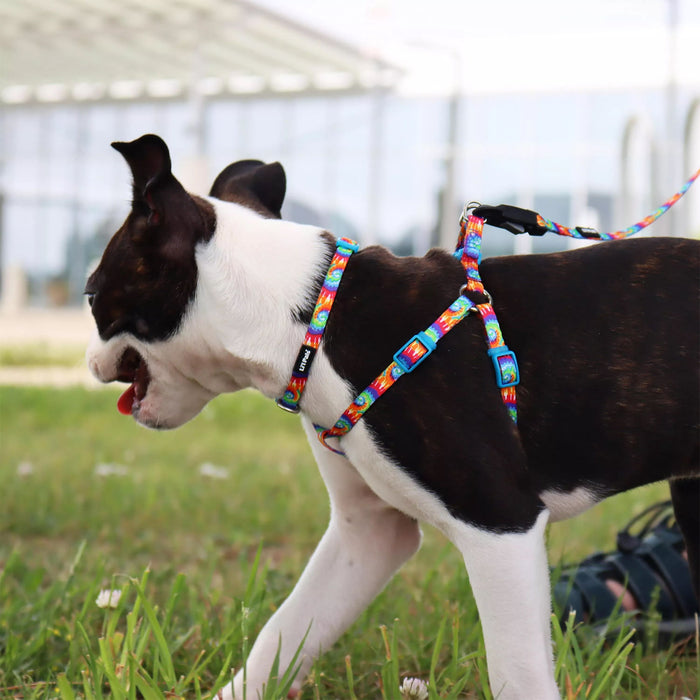 Li'l Pals Adjustable Patterned Dog Collar - Bright Tie Dye Petite Small - 3/8" x 8"-12" 