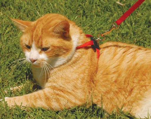 Size Right! Adjustable Cat Harness - Red  