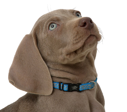 Lazer Brite Dog Collar, 8-12" x 3/8" - Blue Lagoon Wave  