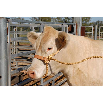 Economy Rope Halter w/Leather Nose Band -   