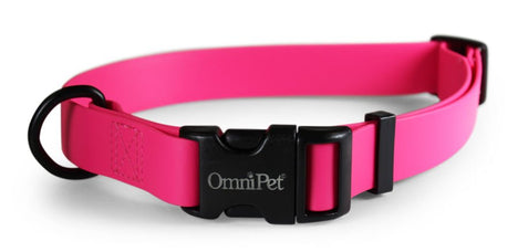 Carnival Dog Collars