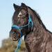 Cashel Flat Braid Pony Halter - QL1ML - Blue - 4