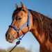 Cashel Nylon and Rope Halter - QL1MD - Blue - 1 - 2