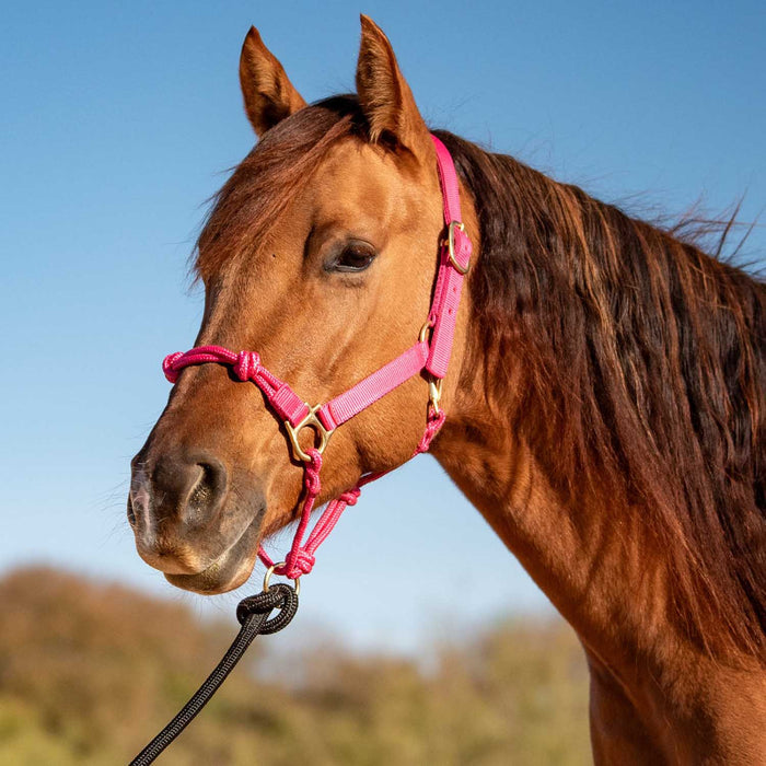 Cashel Nylon and Rope Halter - QL1MF - Pink - 1 - 4