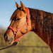 Cashel Nylon and Rope Halter - QL1MG - Red - 1 - 5