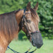 Cashel Quiet Ride Nose Net, Fly Dust & Insect Protection - QLAX - Small - Black - 1 - 1