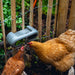 Chicken Feeder with Velcro Attachments – 100% Recycled, Eco - Friendly - GAUET - 4