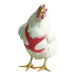 Chicken Harness, Medium/Rooster - Jeffers - Poultry Supplies > Poultry Supplies