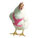 Chicken Harness, Medium/Rooster - Jeffers - Poultry Supplies > Poultry Supplies