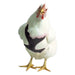 Chicken Harness, Small/Hen - Jeffers - Poultry Supplies > Poultry Supplies