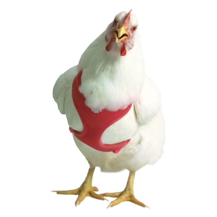 Chicken Harness, X - Small/Pullet - Jeffers - Poultry Supplies > Poultry Supplies