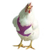 Chicken Harness, X - Small/Pullet - Jeffers - Poultry Supplies > Poultry Supplies