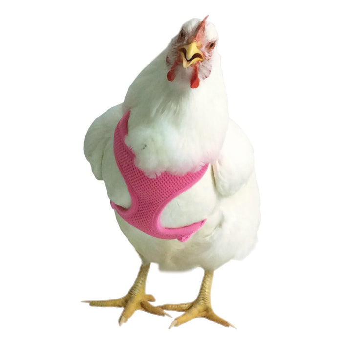 Chicken Harness, X - Small/Pullet - Jeffers - Poultry Supplies > Poultry Supplies