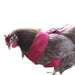 Chicken Mesh Harness, Small, Red - Jeffers - Poultry Supplies > Poultry Supplies