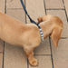 Coastal Jeweled Dog Collar - Jeffers - Dog Supplies > Dog Apparel > Dog Collars, Harnesses, & Leashes