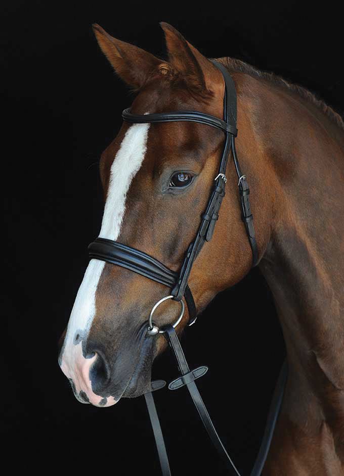 Cavesson Bridles