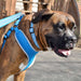 Comfort Soft Reflective Wrap Adjustable Dog Harness - Jeffers - Dog Supplies > Dog Apparel > Dog Collars, Harnesses, & Leashes