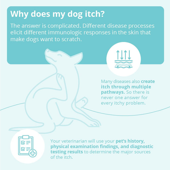 DermaBenSs Medicated Antimicrobial Shampoo for Dogs, Cats & Horses - 013DP-24012 - 1 Gallon - 7