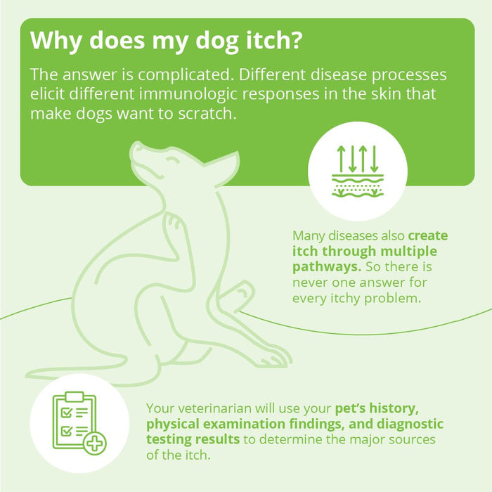 DermAllay Oatmeal Shampoo for Dogs, Cats & Horses - 013DP-0017 - Gallon - 14