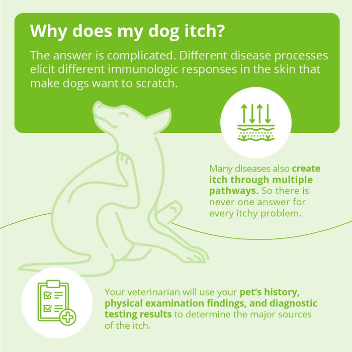 Dermalyte Shampoo for Dogs, Cats & Horses - 013DP-0025 - Gallon - 12