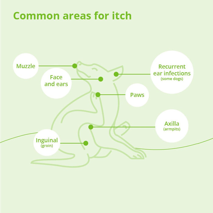 Dermalyte Shampoo for Dogs, Cats & Horses - 013DP-0056 - 12 oz - 5