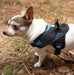 Doggy Tales Patented Hart Harness, Blue - Jeffers - Dog Supplies > Dog Apparel > Dog Collars, Harnesses, & Leashes