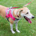 Doggy Tales Patented Realtree Hart Harness, Paradise Pink - Jeffers - Dog Supplies > Dog Apparel > Dog Collars, Harnesses, & Leashes